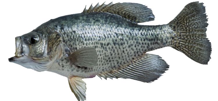 Crappie Fishing Lures