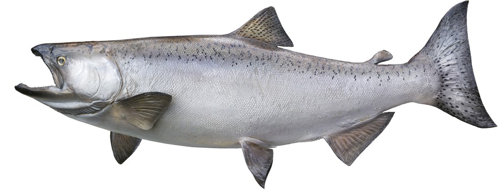 King Salmon Fishing Lures