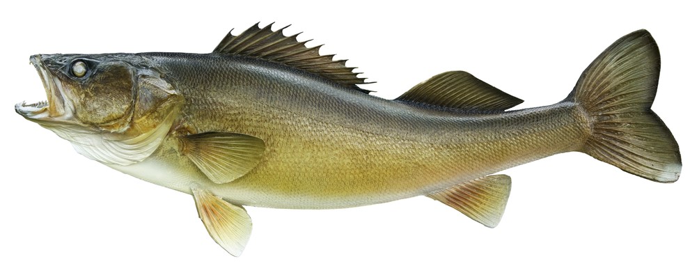 Walleye Fishing Lures