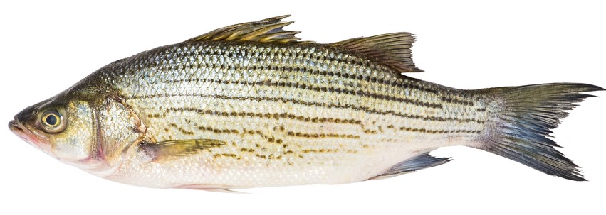 Wiper Hybrid Bass Fishing Lures